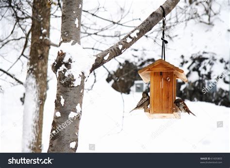 Winter Scene Snow Birds Peaceful Tranquil Stock Photo