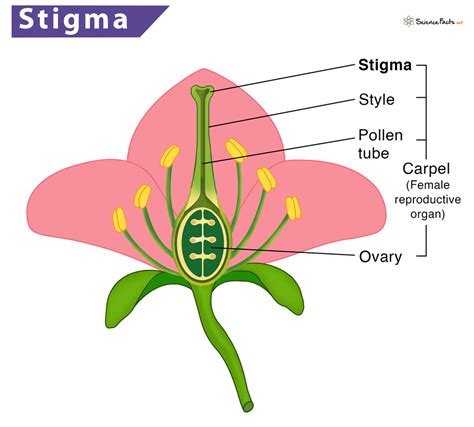 Stigma Definition Meaning Location Function And Diagram