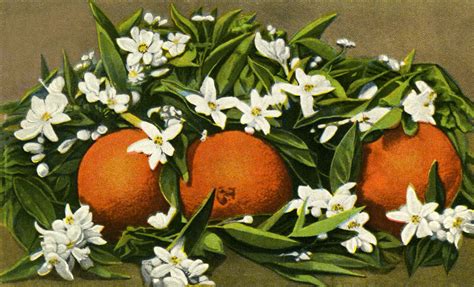 Oranges And Blossoms Painted Clippix Etc Educational Photos For