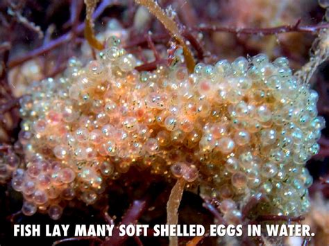 So, what do you do with 100 eggs? Animal Family Characteristics by jbihler