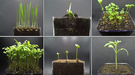 Growing Plants Time Lapse Compilation 123 Days Of Growing In 2 5