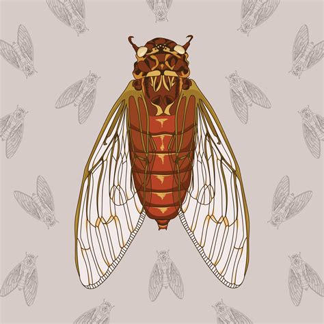 Cicada Hand Drawn Illustration With Pattern Background 165370 Vector