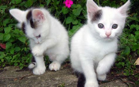 Cute White Baby Cat Pics Hd Cute Cats Pics Hd Cats Hd 6144 Cute Cat