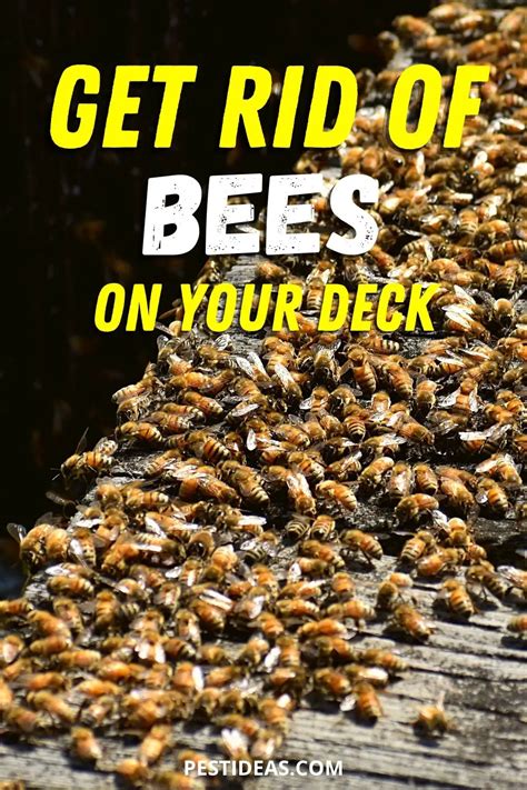 Get Rid Of Bees On Your Deck In Your Yard