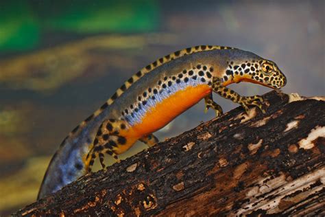 Facts About Newts Live Science
