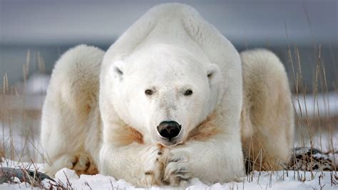 Bing Hd Wallpaper Feb 27 2018 A Polar Bear Near Churchill Manitoba