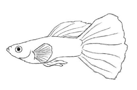 17+ Contoh Sketsa Gambar Ikan Beragam Jenis - BROONET
