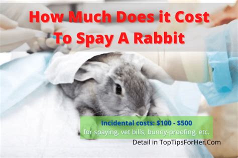 How Much Do Rabbits Cost Best Tips For Pets Baby Kittchen