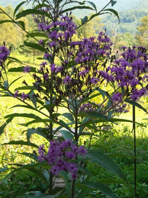 Wild Purple Flower Id
