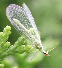 Larvae emerge with three pairs of legs, but nymphs and adults have the full four the eggs favor cooler temperatures, and perish when the first inch of soil reaches a temperature of 95°f for that, you're better off with a predatory control method via beneficial insects. Horticulture/Biological Pest Control - Wikibooks, open ...