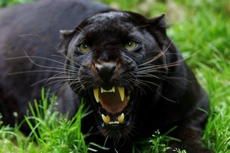 1700 Black Panther Cat Stock Photos Pictures And Royalty Free Images