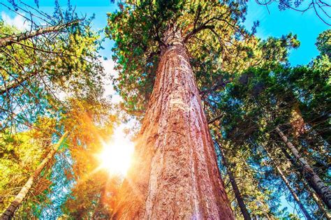 Sieben Rekord Bäume Wo steht der höchste Baum der Welt Panorama