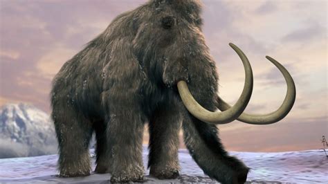 Scientists Plan To Resurrect The Woolly Mammoth The Peoples Voice