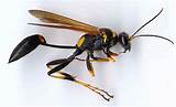 Wasp In Spanish Photos