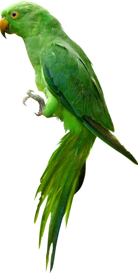 Parrot Png Images Flying Green Pirate Parrots Transparent Free