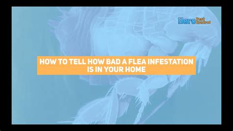 How To Tell How Bad A Flea Infestation Is Hero Pest Control Waco