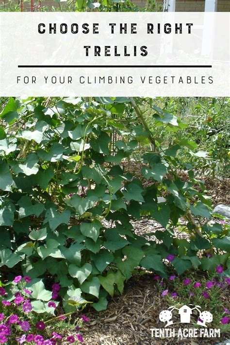 Choose The Right Trellis For Your Climbing Vegetables Growing