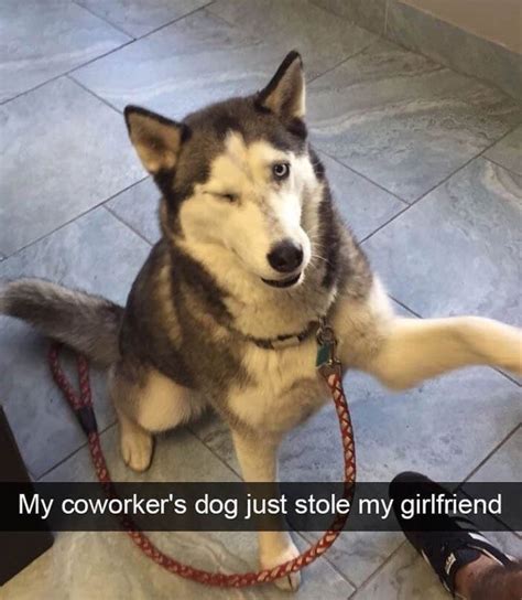 15 Funny Siberian Husky Memes To Make Your Day