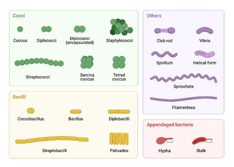 Bacterial Morphology Diagram Biorender Science Templates