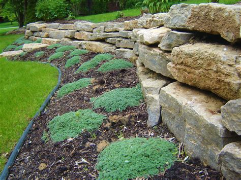 Limestone Retaining Wall With Steps And Creeping Thyme Design And