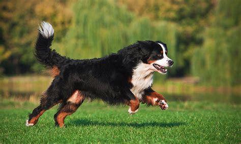 Are Bernese Mountain Dogs Mean