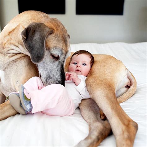 Why Do Dogs And Babies Love Each Other Newsspace