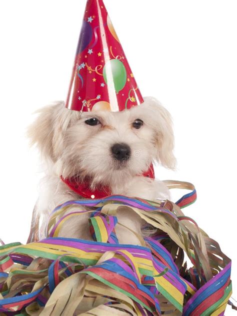 Maltese Dog With Party Hat Stock Photo Image Of Canine 35247884
