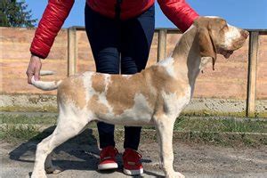 We offer for sale a puppy bracco italiano male born 11.05.2018 (05/11/2018). Bracco Italiano Puppies for Sale from Reputable Dog Breeders