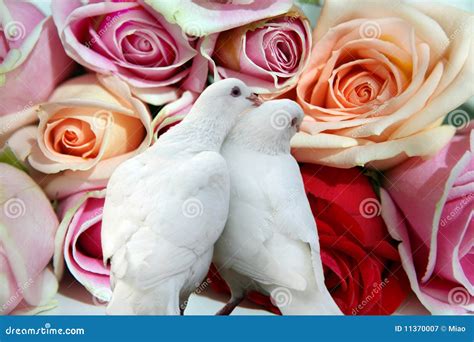 Roses And Doves Stock Image Image Of Fond Love Dove 11370007