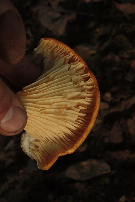 Foraging Chanterelle Mushrooms
