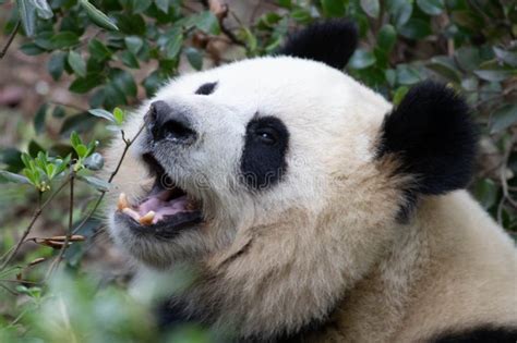 Cute Panda Is Smiling Chengdu China Stock Photo Image Of Cuddly