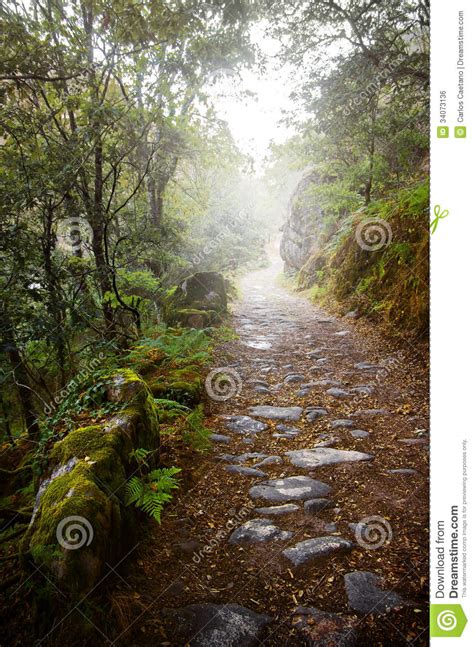 Rocky Trail In The Foggy Forest Stock Photo Image Of Outdoor Path