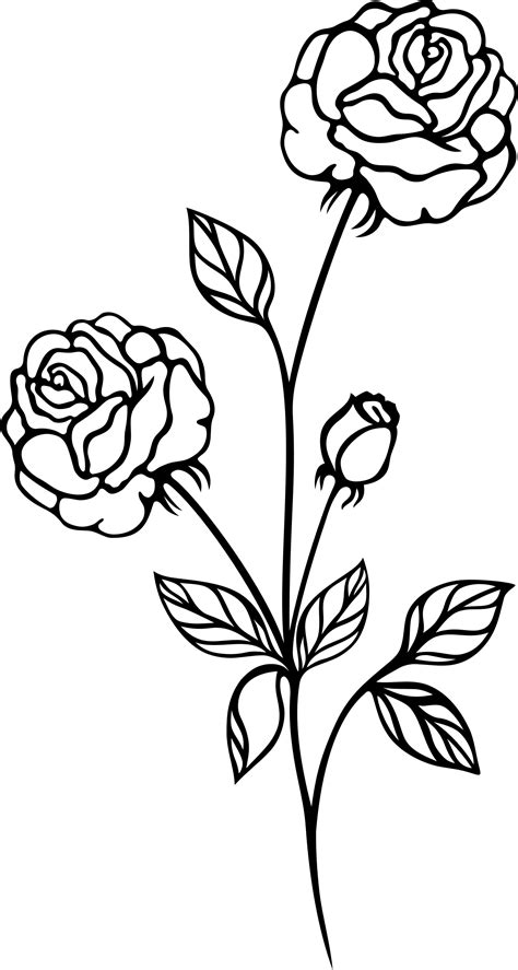 White Rose Lineart Rose Line Art Illustrations Royalty Free Vector