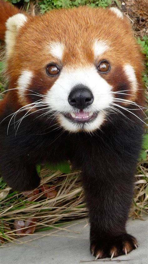 Cute Baby Red Pandas Wallpapers Top Free Cute Baby Red Pandas
