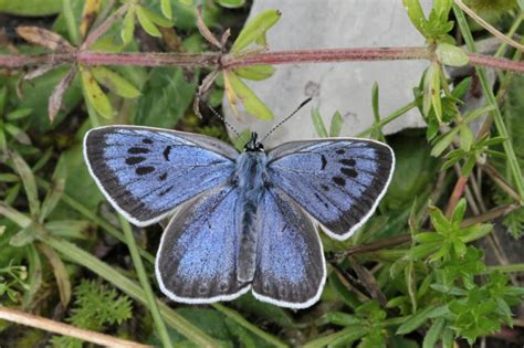 Large Blue Butterfly In The Uk Peoples Trust For