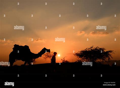 Silhouette Of The Camel Trader Crossing The Sand Dune During Sunset At