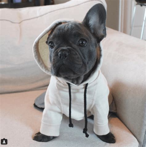 Our babies are affectionate, socialized and well behaved. 15 Reasons French Bulldogs SUCK!