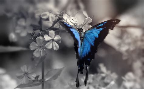 Blue Butterfly Wallpapers 46 Wallpapers Adorable Wallpapers