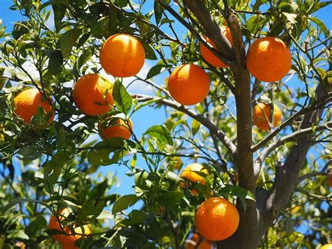 Planting Orange Trees In Your Backyard In 13 Easy Steps