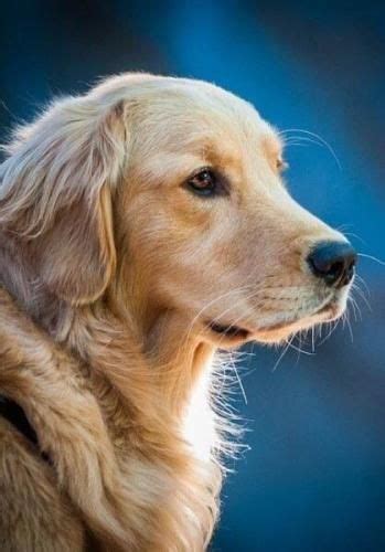 Golden Retriever Puppy Galley Facts Dog Guide 4u Dog Breeds