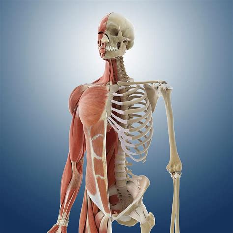 Anatomy Of The Torso Photograph By Springer Medizinscience Photo