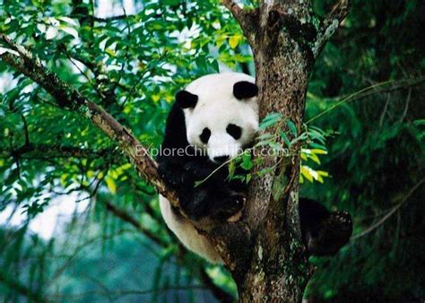 4 Day Wolong Panda Natural Reserve Tour Visit Pandas Chengdu Sichuan