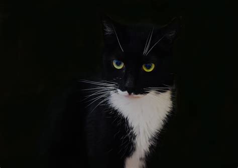 Black And White Tuxedo Cat Photo Free Image On Unsplash