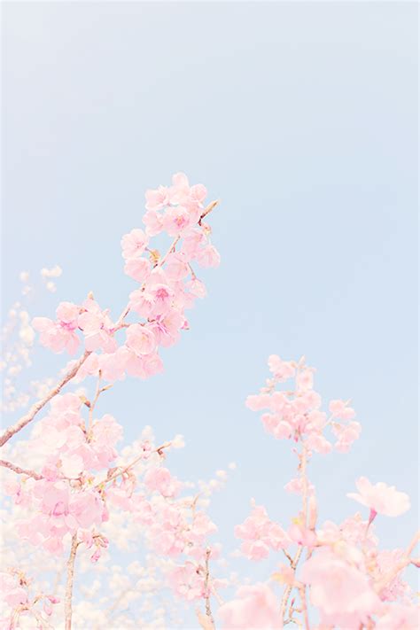Cherry blossom pastel pink aesthetic flowers. plume of an angel | Cool World | Pastel wallpaper, Cherry ...