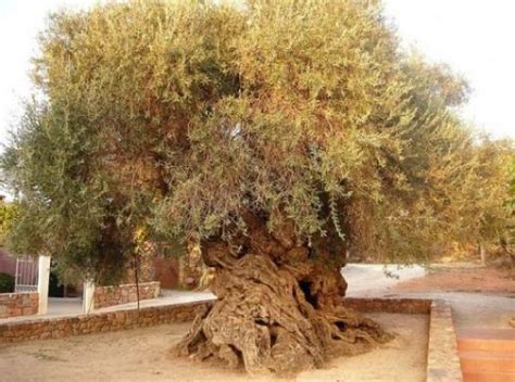 Ten Of The Most Amazing Trees Around The World 9 Top 10 Of Anything