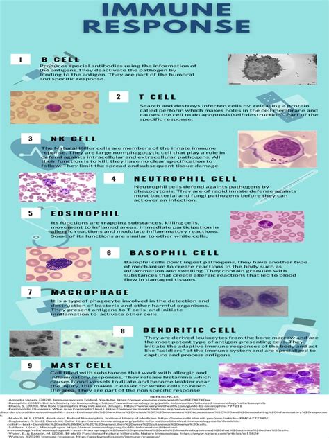 Immune System Pdf Immune System Innate Immune System