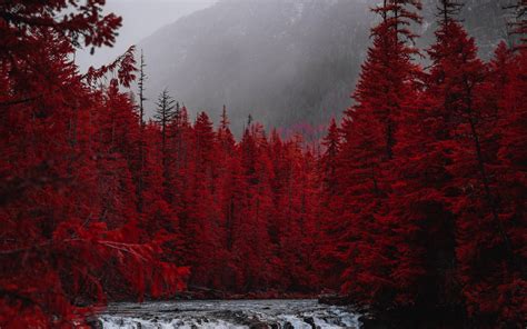 Download Red Forest Trees River Stream Nature Wallpaper 2560x1600