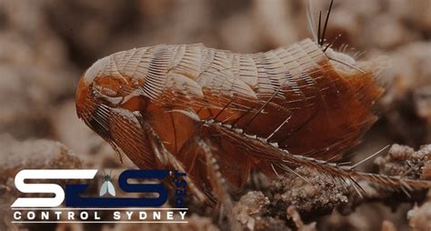Fleas Control Sydney Addify