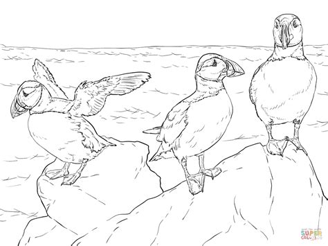 I found some new free puffin coloring pages on various sites today. Realistic Atlantic Puffins coloring page | Free Printable ...