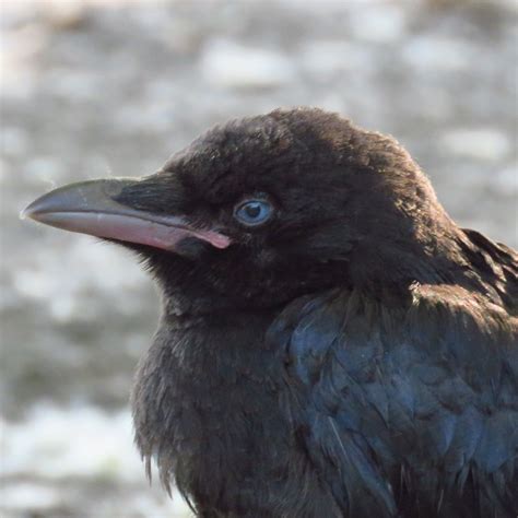 The Rattling Crow Carrion Crow Fledgling